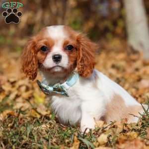 Hudson, Cavalier King Charles Spaniel Puppy